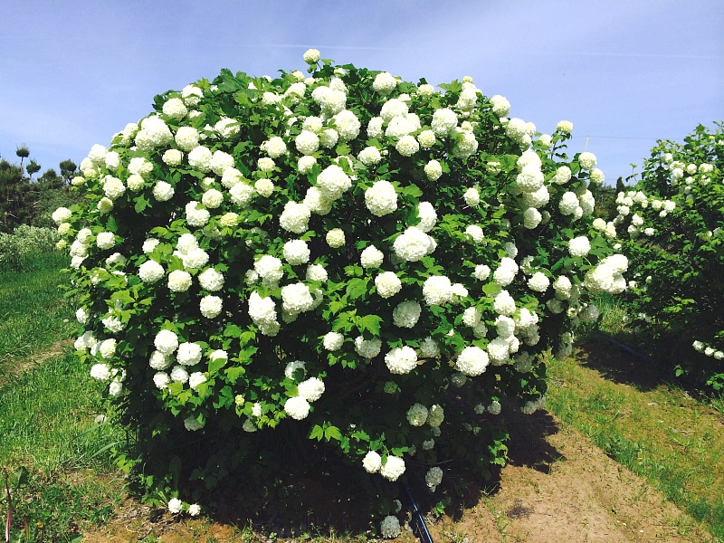 ,Бульденеж саженцы купить в Алматы